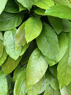 Kejora Fresh Avocado Leaves
