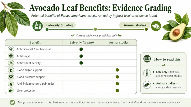 Chart grading avocado leaves benefits by evidence level, from lab-only to animal studies.