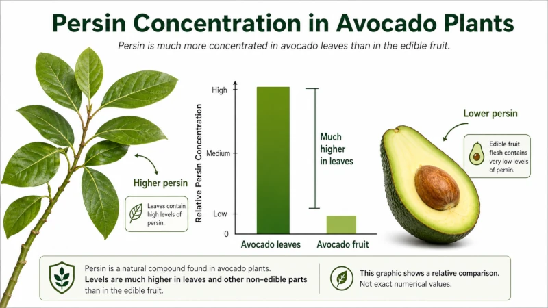Diagram showing persin is far more concentrated in avocado leaves than in the fruit.