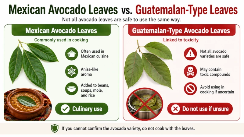 Comparison of Mexican avocado leaves used in cooking versus Guatemalan-type leaves linked to toxicity.
