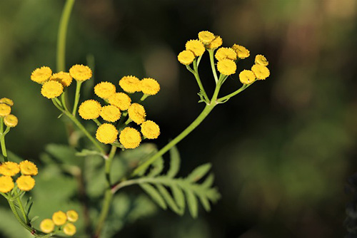 leaves of the Helichrysum plant