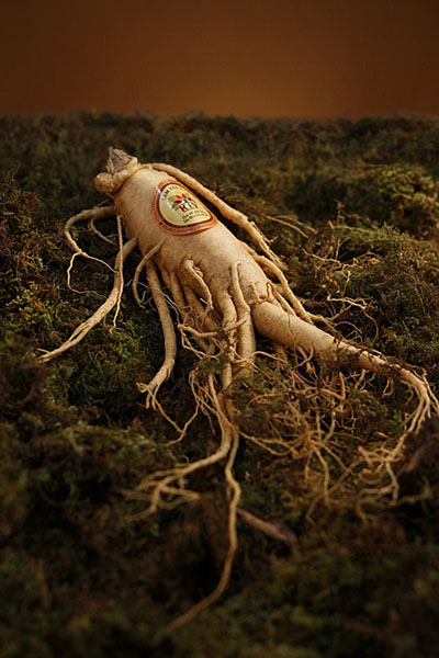 ginseng root in the dirt