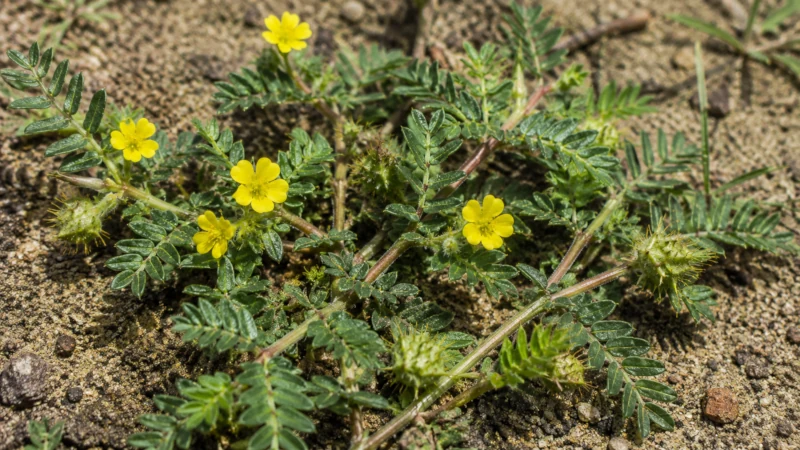Tribulus terrestris plant with yellow flowers and spiny seed burrs