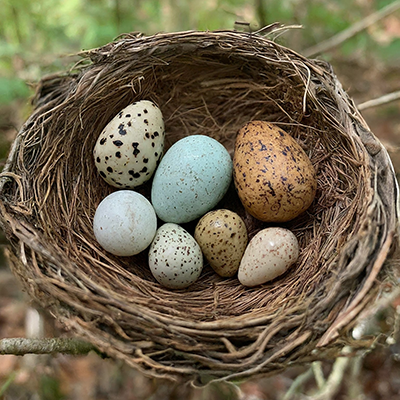 different types of eggs in a bird's nest