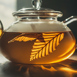 glass kettle filled with american beech tea