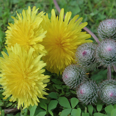dandelion and burdock plants