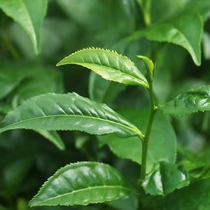 leaves of the Orthosiphon Tea plant