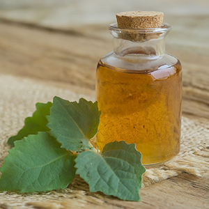 Buchu leaves tincture and extract