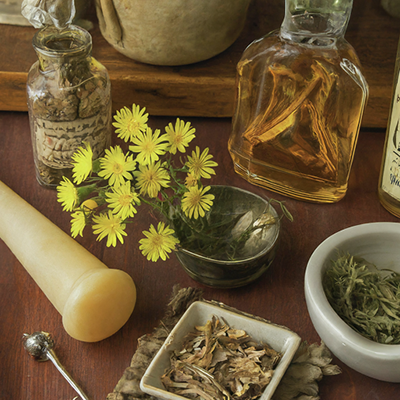 Mouse Ear Hawkweed surrounded by herbal paraphernalia