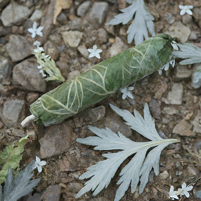 Mugwort leaf rolled up into a cigar