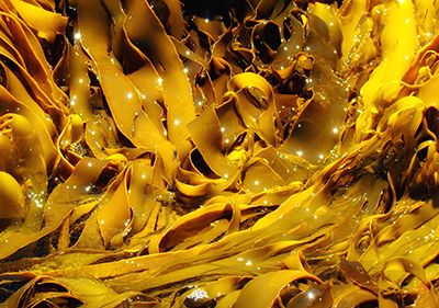 slimy kelp
