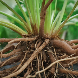 black briony roots