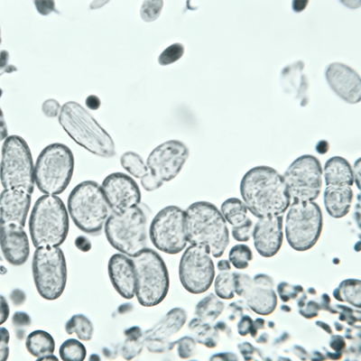 microscope view of candida