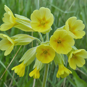 flowers of the cowslip plant