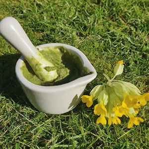 poultice made using the cowslip plant