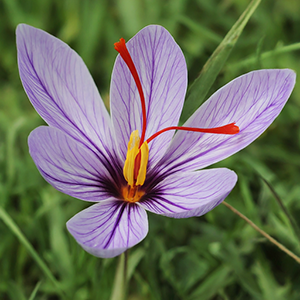 flower of saffron meadow plant