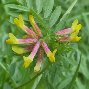 close up of flowers from the kidney vetch plant