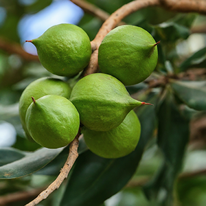 raw macadamia nuts on the tree