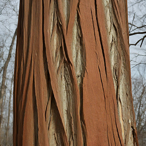 the trunk and bark of the sassafras tree