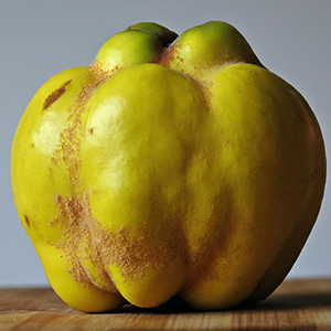 the quince fruit