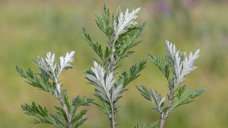 Mugwort (Artemisia vulgaris) plant showing silvery-white underside of leaves.