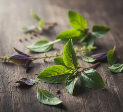 Holy basil (tulsi) leaves on a wooden surface.