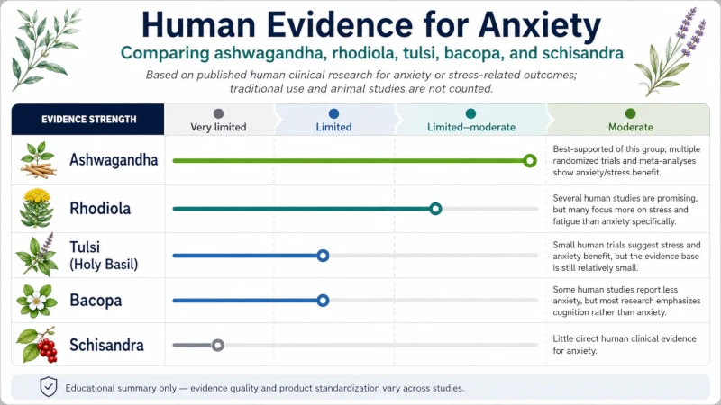Chart comparing ashwagandha, rhodiola, tulsi, bacopa and schisandra by strength of human evidence for anxiety.