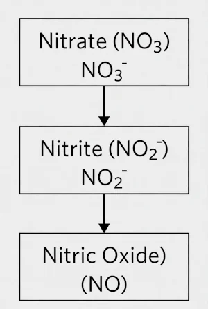 Diagram showing nitrate from beetroot converting to nitrite and supporting nitric oxide.