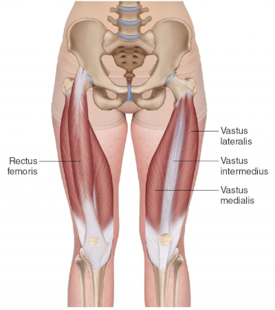 diagram of the right and left thigh muscles.