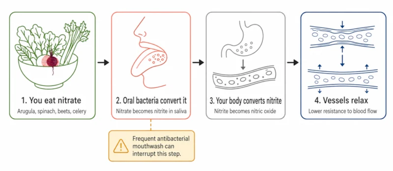 Four-stage diagram showing dietary nitrate from vegetables concentrating in saliva, oral bacteria converting it to nitrite, the body converting nitrite to nitric oxide, and arteries relaxing.