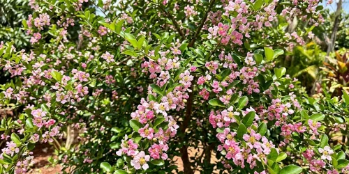Acerola cherry tree with pink flowers and green leaves in bloom.