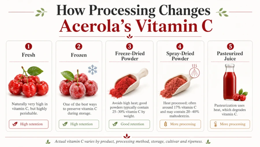 Comparison graphic of five acerola forms — fresh, frozen, freeze-dried powder, spray-dried powder, and pasteurized juice — showing relative vitamin C retention.