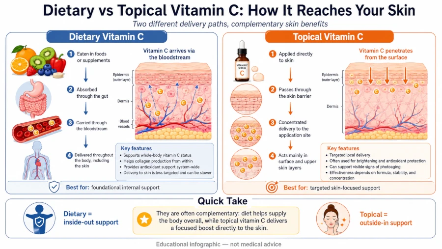 Infographic comparing dietary and topical vitamin C delivery to skin.